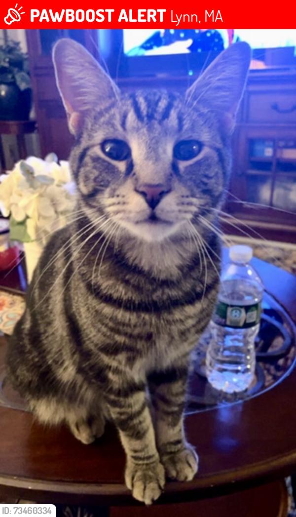 Lost Male Cat last seen Mass General Brigham at 480 Lynnfield Street in Lynn, MA, Lynn, MA 01904