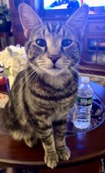 Lost Male Cat last seen Mass General Brigham at 480 Lynnfield Street in Lynn, MA, Lynn, MA 01904