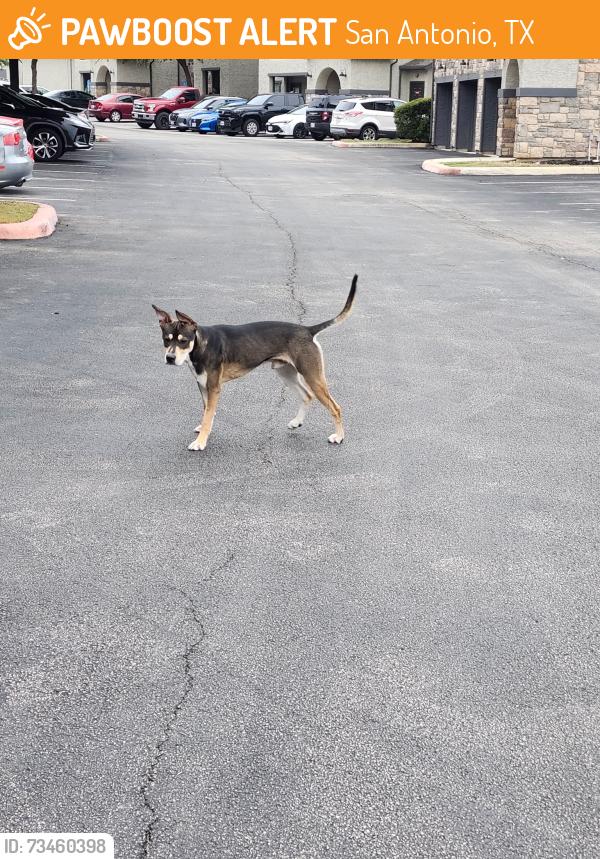 Found/Stray Male Dog last seen Building 16 Marquis on Evans, San Antonio, TX 78258
