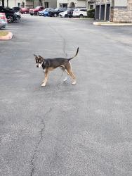 Found/Stray Male Dog last seen Building 16 Marquis on Evans, San Antonio, TX 78258