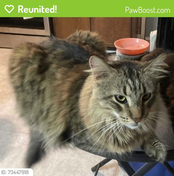 Reunited Male Cat last seen Near Longford Dr and Houbolt Rd, Joliet, IL 60431