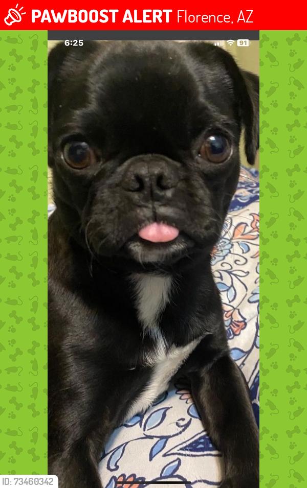 Lost Female Dog last seen Matilda st, Florence, AZ 85132