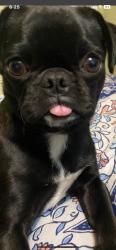 Lost Female Dog last seen Matilda st, Florence, AZ 85132