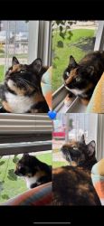 Lost Female Cat last seen Kinmore&Richardson, Dearborn Heights, MI 48127