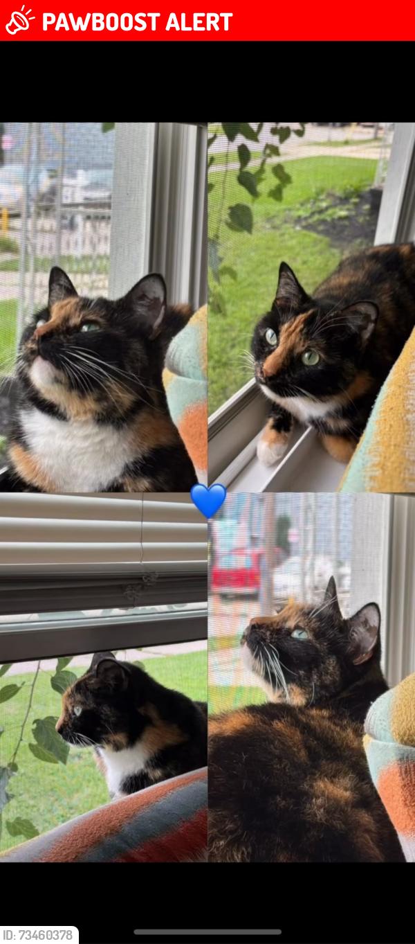 Lost Female Cat last seen Kinmore&Richardson, Dearborn Heights, MI 48127
