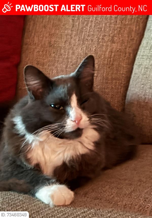 Lost Female Cat last seen barden drive end ..road goes out to 150, Guilford County, NC 27284