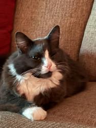 Lost Female Cat last seen barden drive end ..road goes out to 150, Guilford County, NC 27284