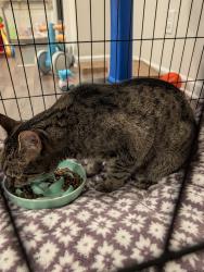 Reunited Male Cat last seen Sweetwater Green, Lawrenceville, GA 30044