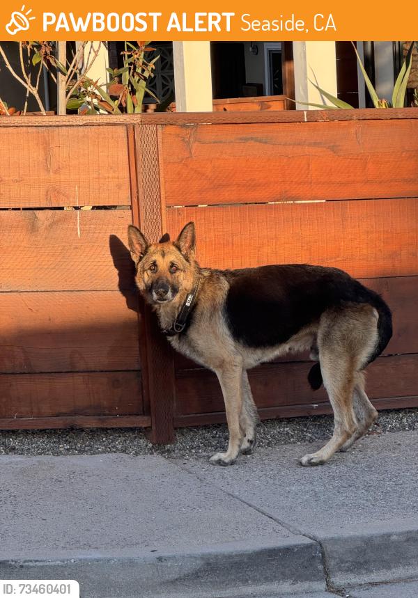 Found/Stray Male Dog last seen Terrace and Sonoma, Seaside, CA 93955