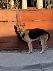 Found/Stray Male Dog last seen Terrace and Sonoma, Seaside, CA 93955