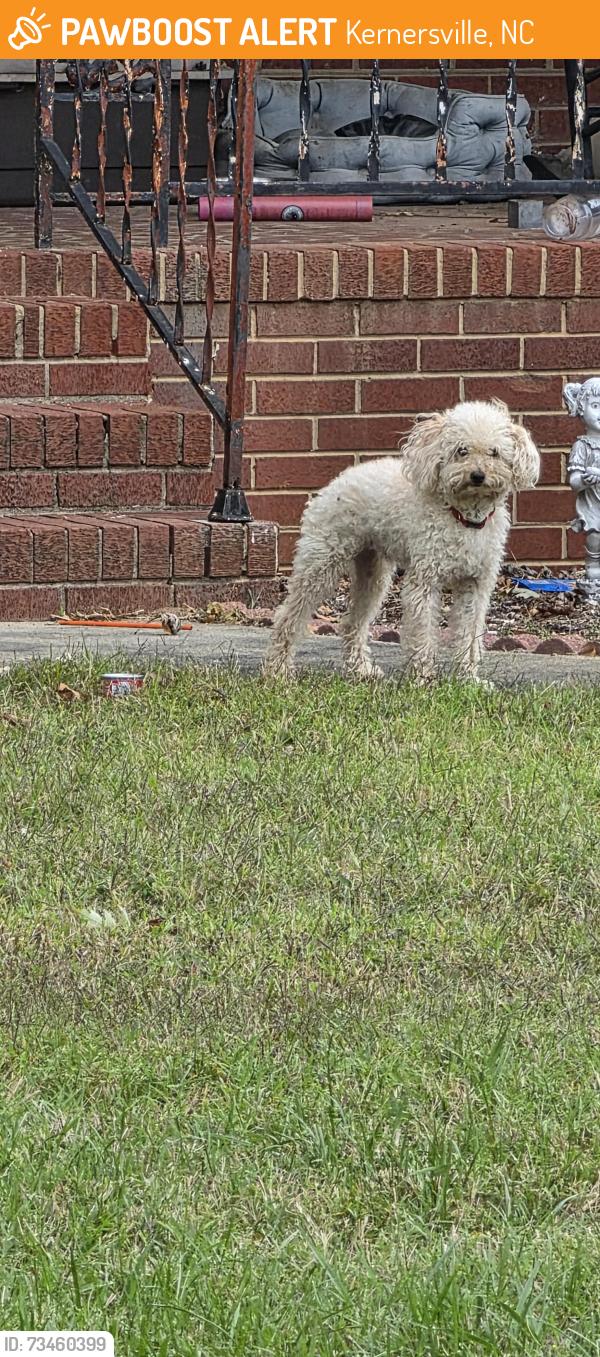 Found/Stray Unknown Dog last seen Snowbridge lane, near Forsyth Tech Kernersville, Kernersville, NC 27284
