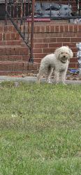 Found/Stray Unknown Dog last seen Snowbridge lane, near Forsyth Tech Kernersville, Kernersville, NC 27284