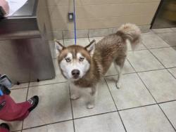 Shelter Stray Male Dog last seen CR 281, LEANDER, City of Leander, TX, 1855 SE Inner Loop, Georgetown, TX 78626, USA