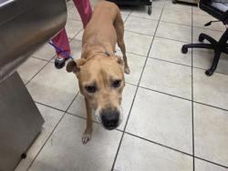 Shelter Stray Male Dog last seen CR 281, LEANDER, City of Leander, TX, 1855 SE Inner Loop, Georgetown, TX 78626, USA