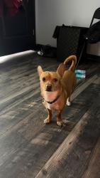 Found/Stray Male Dog last seen Belmont y Central Park, Chicago, IL 60602
