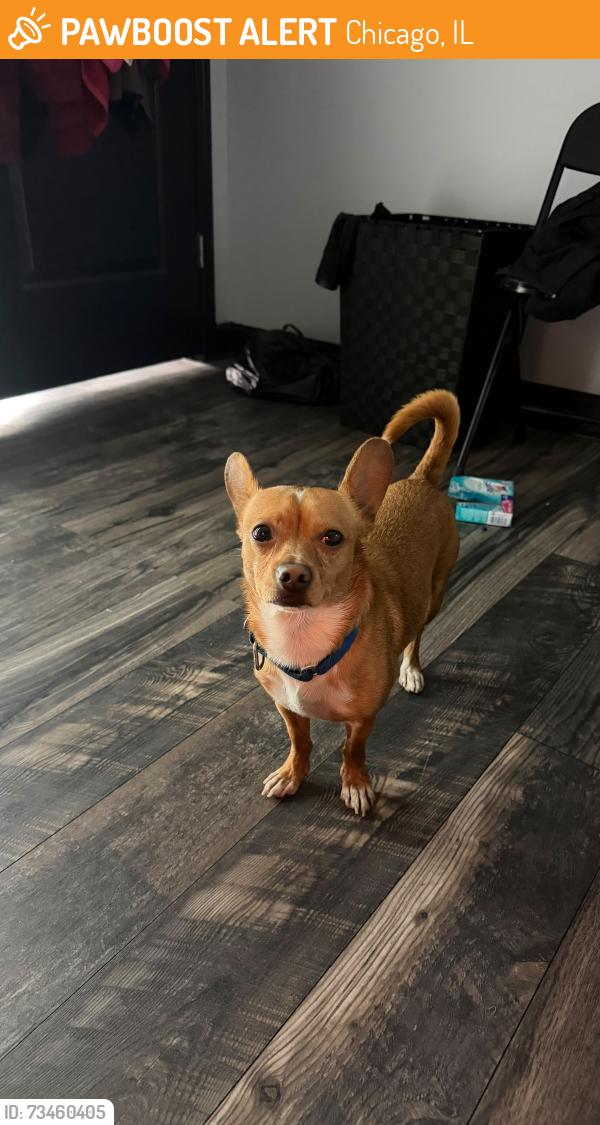 Found/Stray Male Dog last seen Belmont y Central Park, Chicago, IL 60602