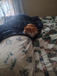 Lost Male Cat last seen 23rd and mead, Denver, CO 80202