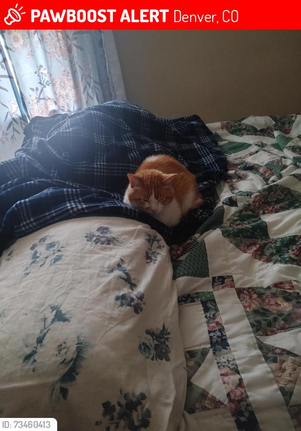 Lost Male Cat last seen 23rd and mead, Denver, CO 80202