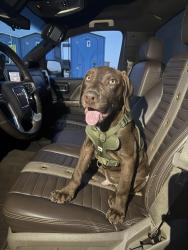 Lost Male Dog last seen By the new misters by safeway, Merced, CA 95340