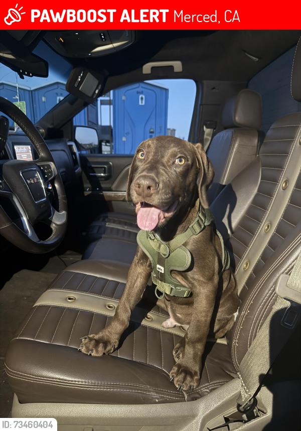 Lost Male Dog last seen By the new misters by safeway, Merced, CA 95340