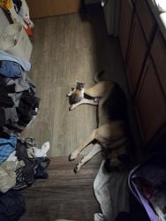 Lost Male Dog last seen Near Smyrna, Smyrna, TN 37167