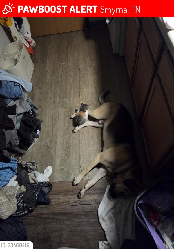 Lost Male Dog last seen Near Smyrna, Smyrna, TN 37167