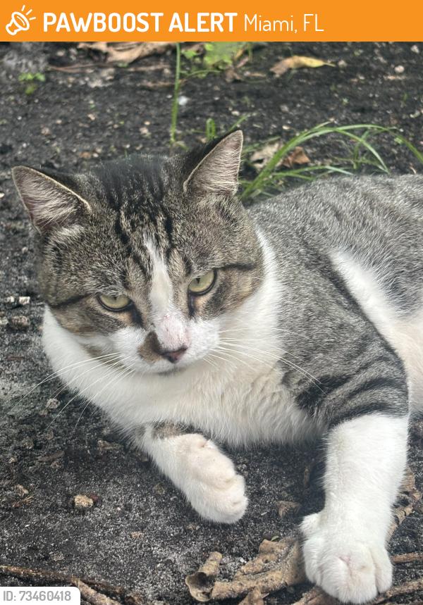 Found/Stray Male Cat last seen 60th st, Miami, FL 33127