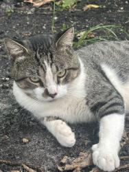 Found/Stray Male Cat last seen 60th st, Miami, FL 33127