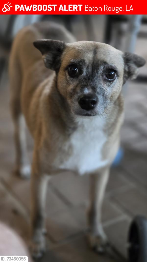 Lost Male Dog last seen Brightside Food Mart, Baton Rouge, LA 70820