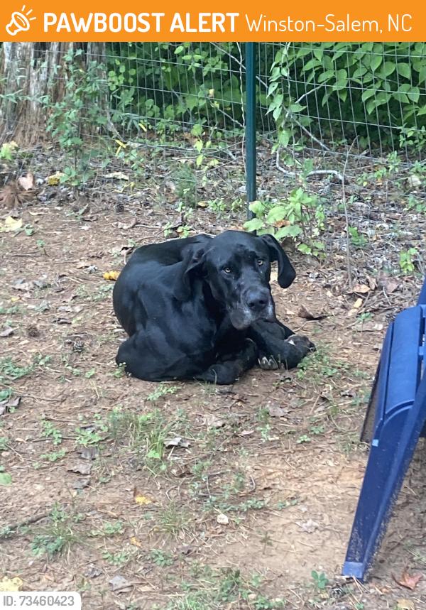 Found/Stray Male Dog last seen Bethabra park, Winston-Salem, NC 27106