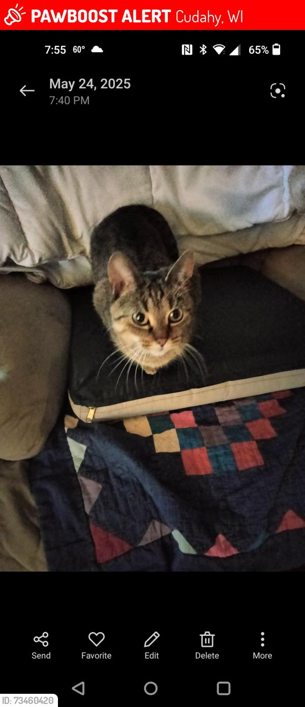 Lost Female Cat last seen Packard and Ramsey, Cudahy, WI 53110