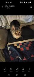 Lost Female Cat last seen Packard and Ramsey, Cudahy, WI 53110