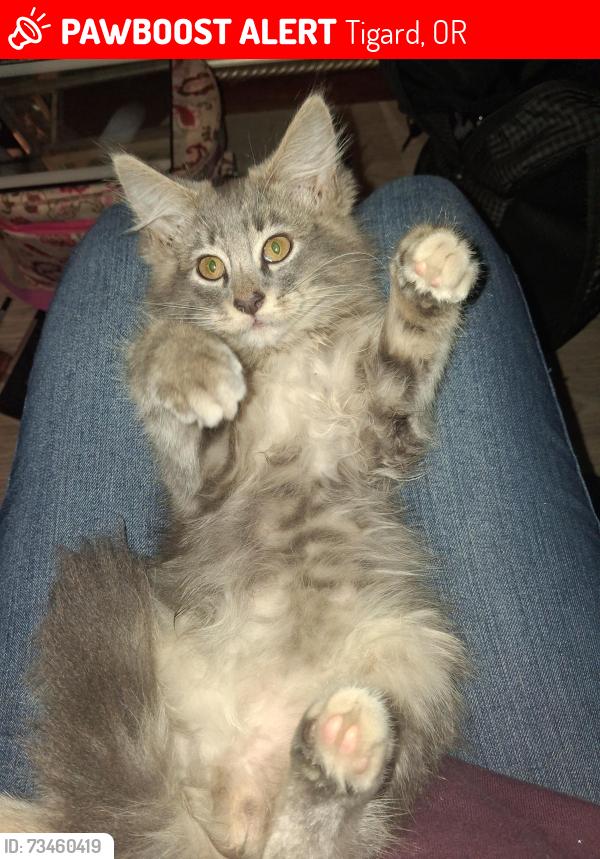 Lost Male Cat last seen Hall blvd tigard or, Tigard, OR 97223