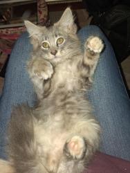 Lost Male Cat last seen Hall blvd tigard or, Tigard, OR 97223