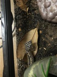 Shelter Stray Unknown Reptile last seen TX, 7201 Levander Loop bldg a, Austin, TX 78702, USA