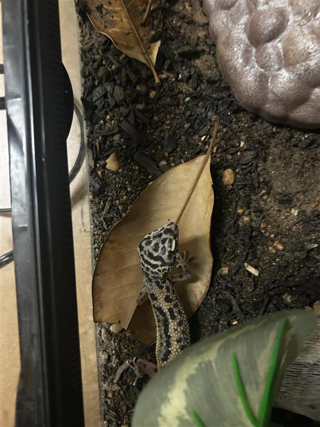 Shelter Stray Unknown Reptile last seen TX, 7201 Levander Loop bldg a, Austin, TX 78702, USA
