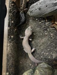 Shelter Stray Unknown Reptile last seen TX, 7201 Levander Loop bldg a, Austin, TX 78702, USA
