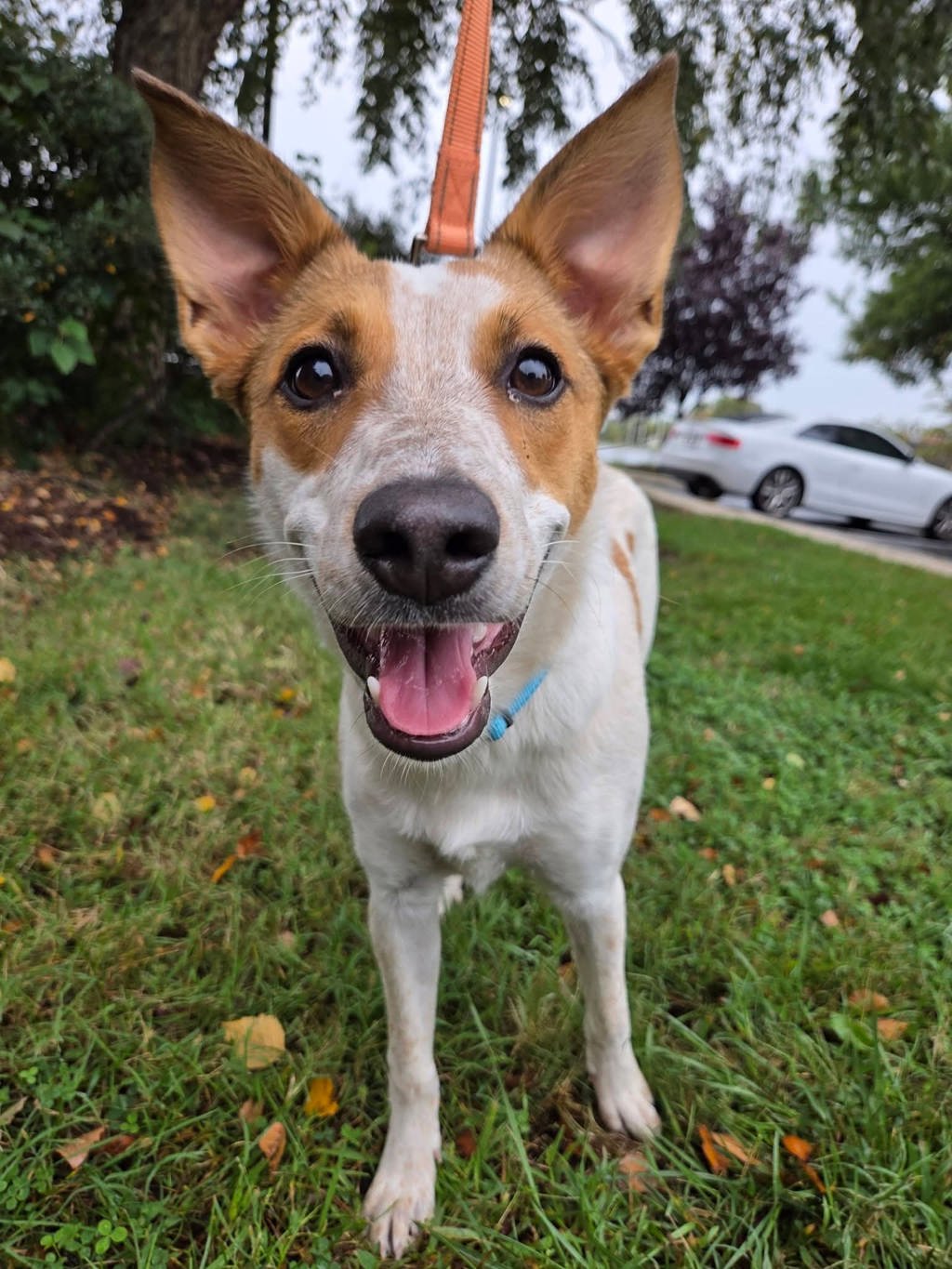 Shelter Stray Female Dog last seen Baltimore Annapolis Boulevard, GLEN BURNIE, MD, 21061, 411 Maxwell Frye Rd, Millersville, MD 21108, USA