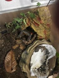 Shelter Stray Unknown Reptile last seen TX, 7201 Levander Loop bldg a, Austin, TX 78702, USA