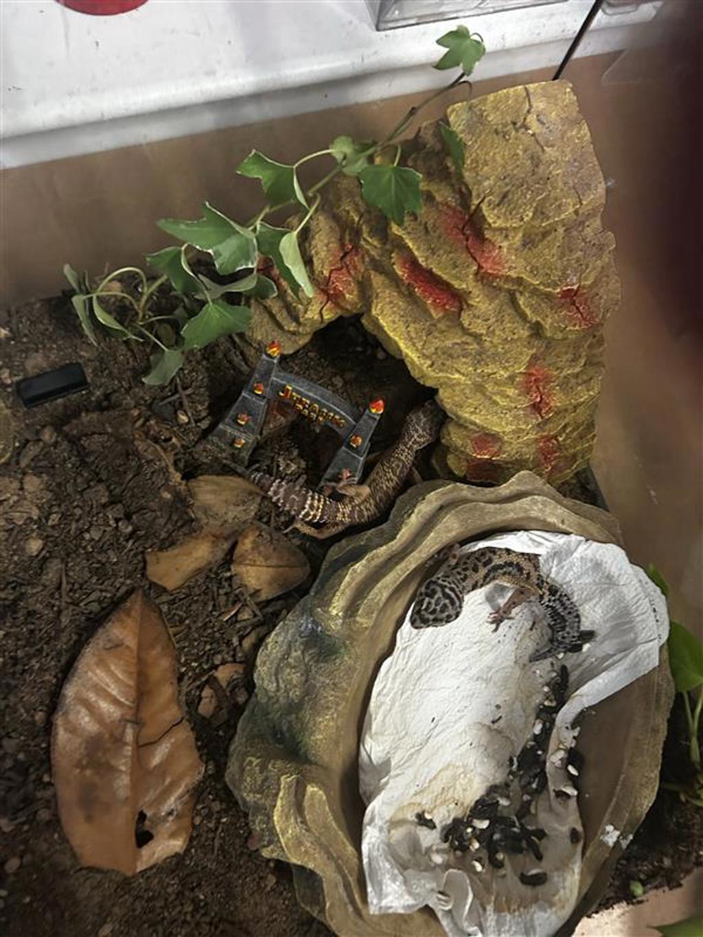 Shelter Stray Unknown Reptile last seen TX, 7201 Levander Loop bldg a, Austin, TX 78702, USA