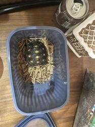 Shelter Stray Unknown Reptile last seen TX, 7201 Levander Loop bldg a, Austin, TX 78702, USA