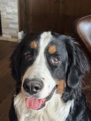 Lost Female Dog last seen Old 395 before Washoe lake, Reno, NV 89521