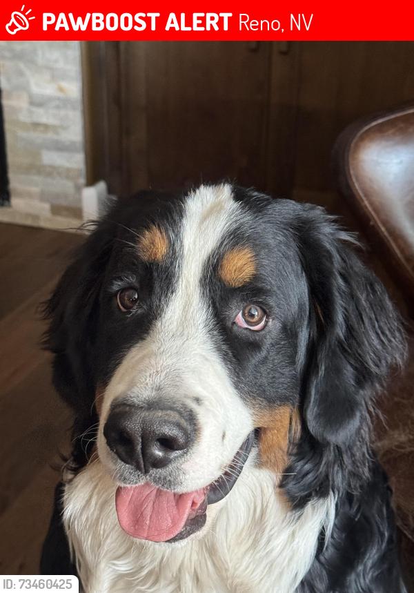 Lost Female Dog last seen Old 395 before Washoe lake, Reno, NV 89521