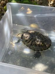 Lost Female Reptile last seen Bon view and spruce, Ontario, CA 91761