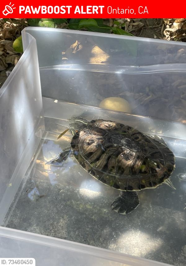 Lost Female Reptile last seen Bon view and spruce, Ontario, CA 91761