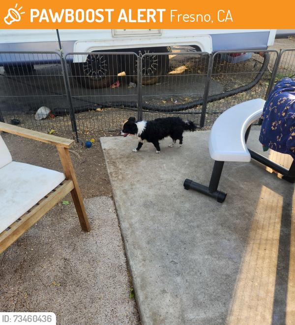 Found/Stray Male Dog last seen Sierra and Blackstone, Fresno, CA 93710