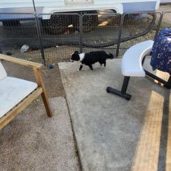 Found/Stray Male Dog last seen Sierra and Blackstone, Fresno, CA 93710