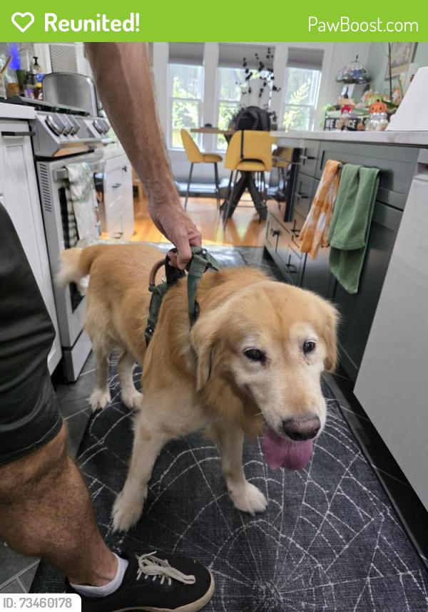 Reunited Male Dog last seen Orange Ave and E Yale, Orlando, FL 32804