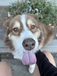 Reunited Unknown Dog last seen In front of terrace hills cndmnium complex, San Jose, CA 95148