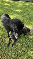 Found/Stray Unknown Dog last seen In serenity oaks living property, Slidell, LA 70458